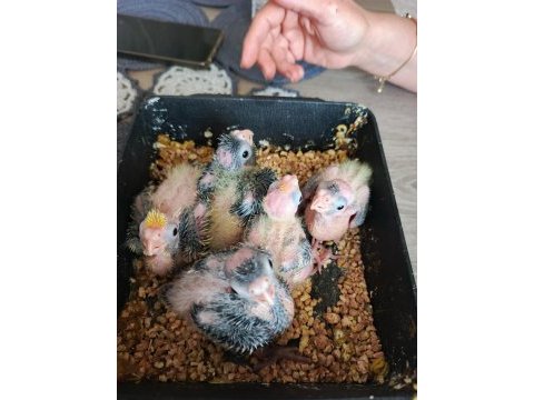 6 yumurtalı 2 yavrulu sultan papağanı takım