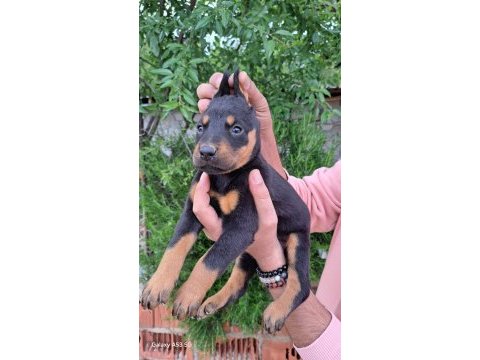 A kalite doberman yavrular