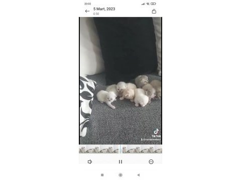 15 günlük scottish fold kediler