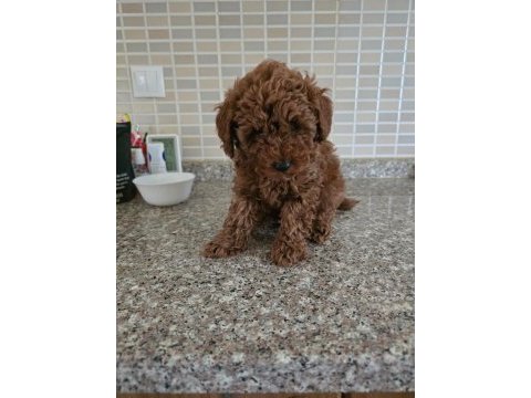 Poodle yavrularımız maşallah alırız