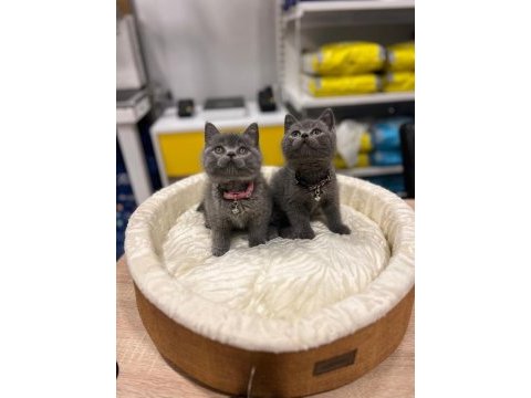 Safkan british shorthair bebekler