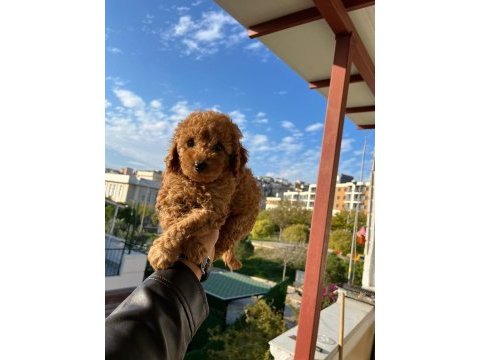 Toy poodle yavrular
