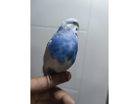 Muhabbet kuşumuz