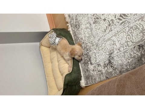 3 aylık dişi golden retriever