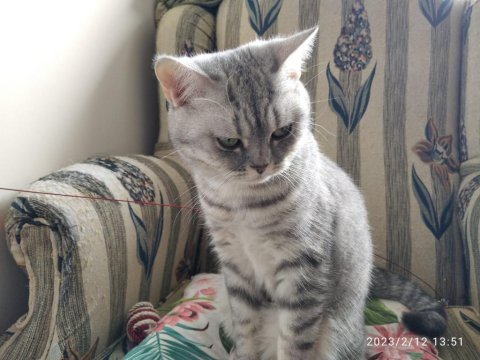British shorthair 1 yaşında dişi kedimiz