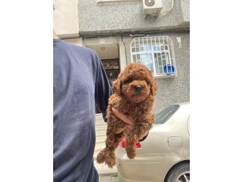 Muhteşem toy poodle yavrular