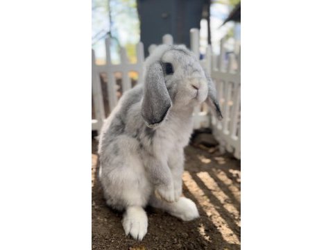Damızlık 2 takım mini lop tavşan