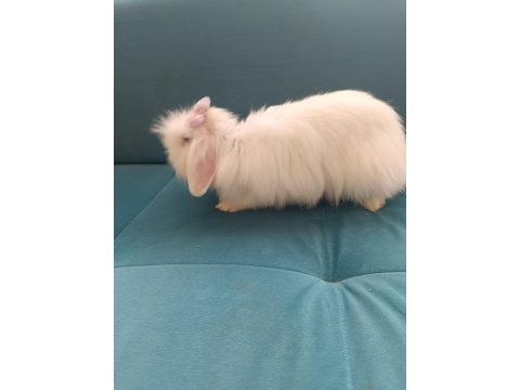 Angora tavşanı