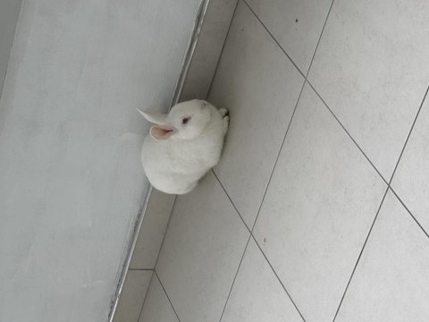 Erkek beyaz tavşan