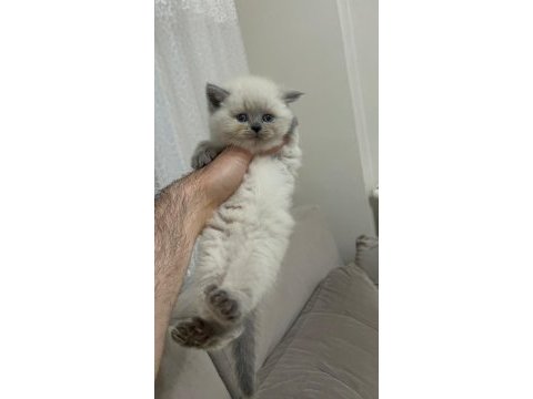 British shorthair blue point