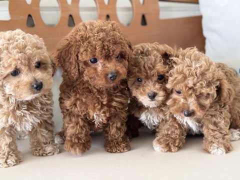 Petmode köpek çiftliğinde ziyarete açık kore maltipoo