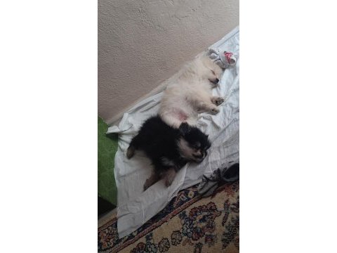 Gerçek prens ve prenses pomeranian