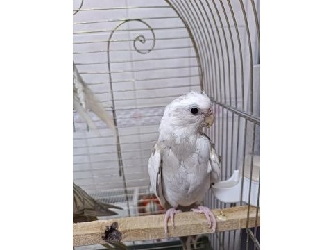 Yavru yetişkin her renk sultan papağanları