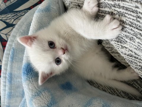İki aylık scottish fold bebişler sahiplendirilecektir