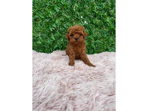 Toy poodle güzellikler