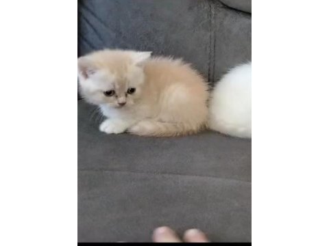 55 günlük yavru british shorthair kedicik