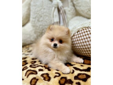 2 aylık pomeranian yavrularım