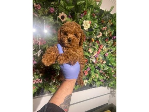 Efsaneler geldi poodle