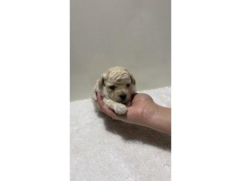 Beyaz renk erkek tam toy poodle yavru