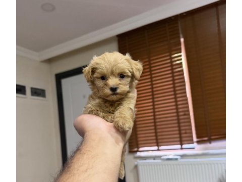 Micro teacup özel yavru