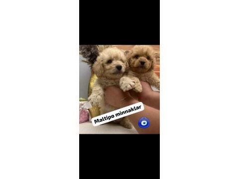 Maltipoo miniklerim