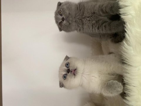 Özel ayı surat yavrularım safkan orjinal scottish fold