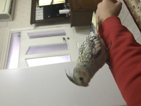 Erkek yavru sultan papağanı