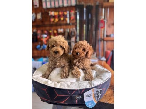 Dev kampanya minik bedenler toy poodle