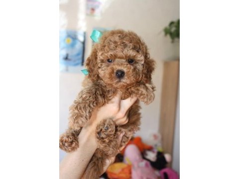 Red brown toy poodle yavrularım