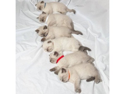 British shorthair yavruları