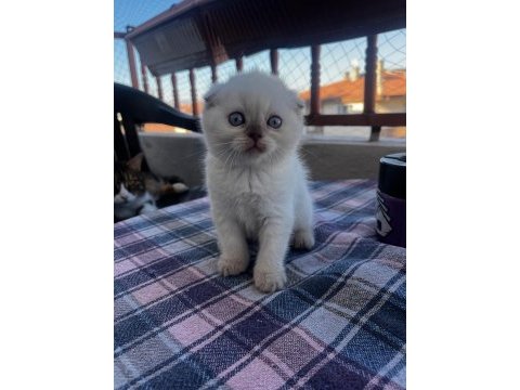 Şeker gibi scottish fold yavrumuz