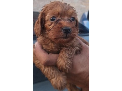 White terrier bebekler tatlımı tatlı