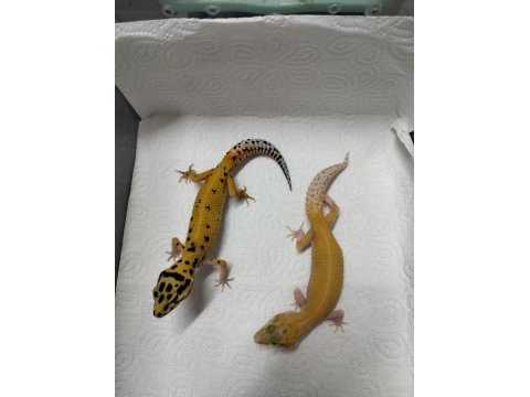 Yavru leopar gecko