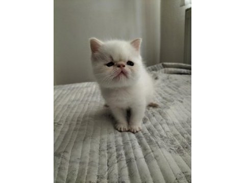 Exotic shorthair 2 aylık erkek