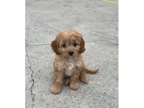 Renk renk maltipoo bebekler