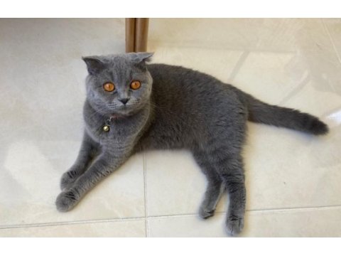 Scottish fold sahiplendirilecektir