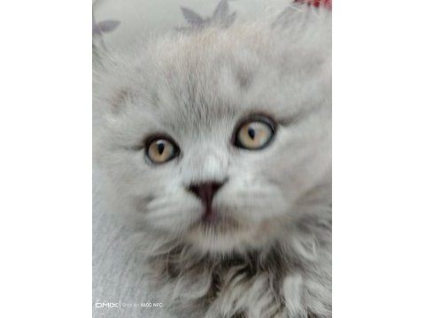 Scottish longhair british longhair yavrularim