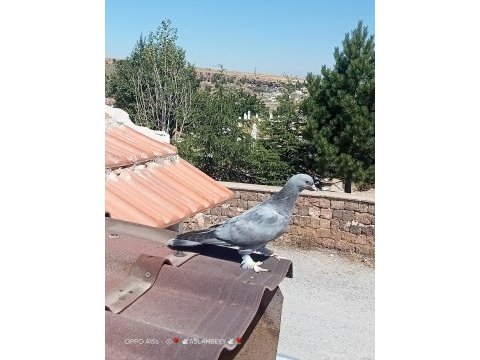 Taklacı oyun kuşu
