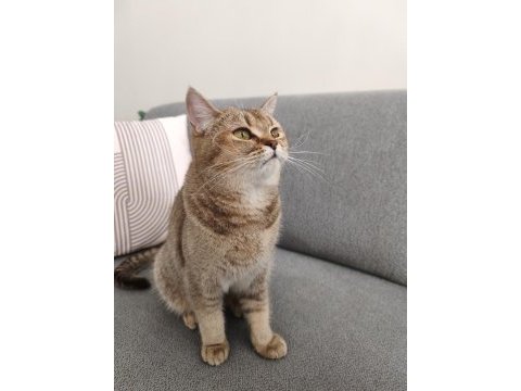 British shorthair ücretsiz sahiplendirme