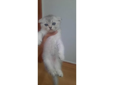 19 mayıs doğumlu scottish fold yavrular sahiplendiriceğim