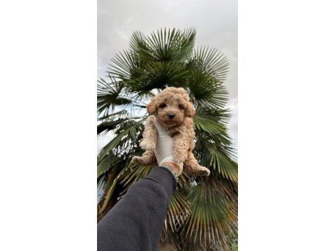 Poodle ayarında maltipoo yavrularımız 