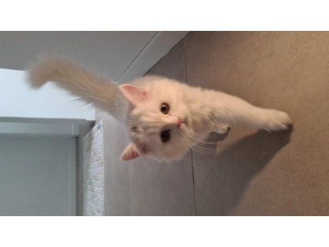 Güzel british longhair kızımız