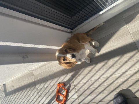 4 aylık yavru cavalier king charles