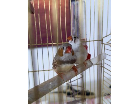 Damızlık/genç/yavru hint bülbüllü ankara