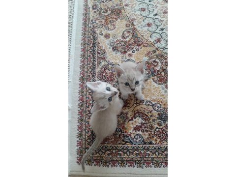 Dünyalar tatlısı kedilerimi sahiplendiriyorum