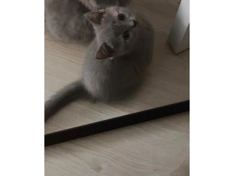 Sütten yeni düşmüş british shorthair yavrular