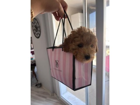 Çok oyuncu ve tatlı maltipoo