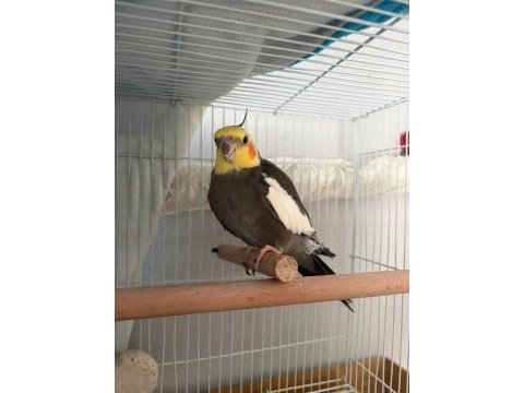 Evcil konuşan 2 yaşında sultan papağanı erkek
