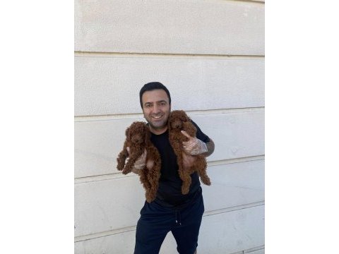 Kaliteeeeee arayanlara maltipoo yavrular ankara mağazamzda