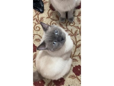 Blue point british shorthair